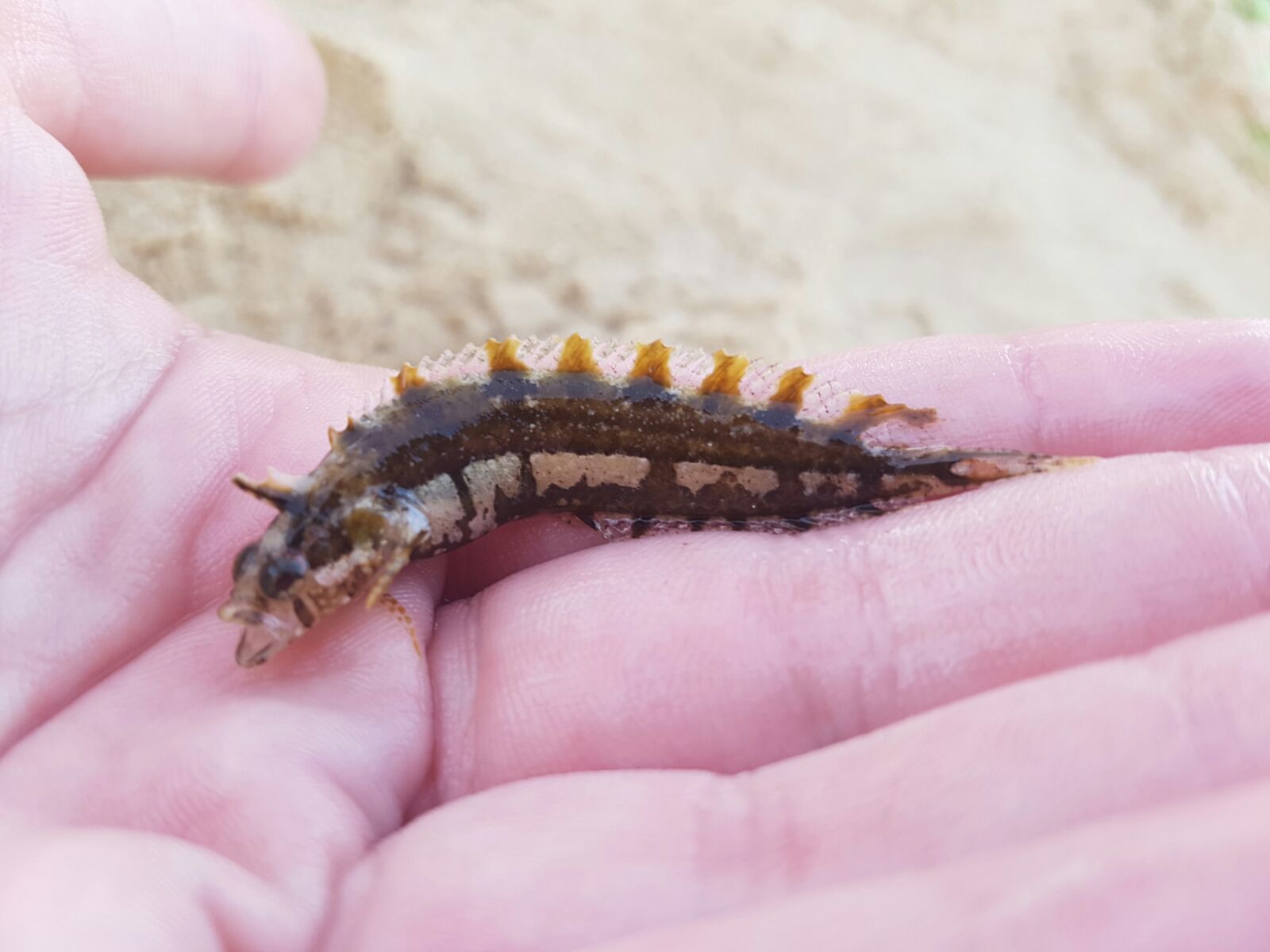 Clinitrachus argentatus (pescata e rilasciata) dalla Sicilia